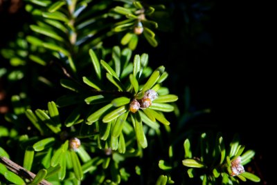 Abies koreana 'Pinocchio' - jedle korejská - čarověník - pupeny jehlice